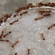 Individualist Ants Better Their Colonies’ Future by Dreaming Big<em></em><em></em><em></em>